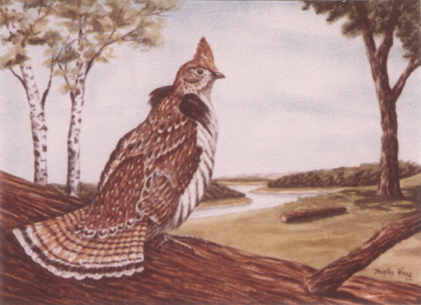 Ruffed Grouse
